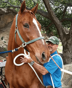 pemf 8000 equine therapy