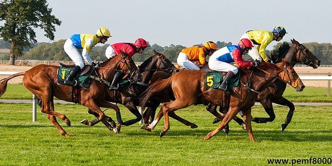 What can PEMF 8000 Do to Your Horse?