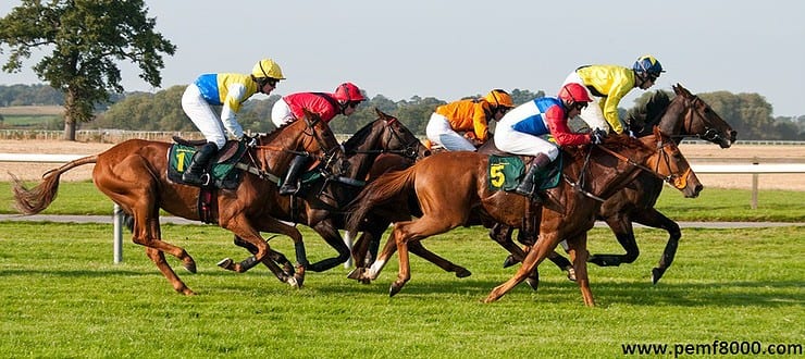 What can PEMF 8000 Do to Your Horse?