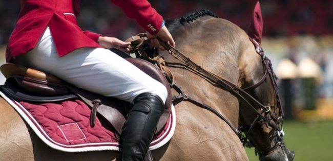 PEMF 8000 Machine Can be Used for Treating Animals<span class="rmp-archive-results-widget "><i class=" rmp-icon rmp-icon--ratings rmp-icon--star rmp-icon--full-highlight"></i><i class=" rmp-icon rmp-icon--ratings rmp-icon--star rmp-icon--full-highlight"></i><i class=" rmp-icon rmp-icon--ratings rmp-icon--star rmp-icon--full-highlight"></i><i class=" rmp-icon rmp-icon--ratings rmp-icon--star rmp-icon--full-highlight"></i><i class=" rmp-icon rmp-icon--ratings rmp-icon--star rmp-icon--full-highlight"></i> <span>5 (83)</span></span> PEMF 8000 Machine Can be Used for Treating Animals